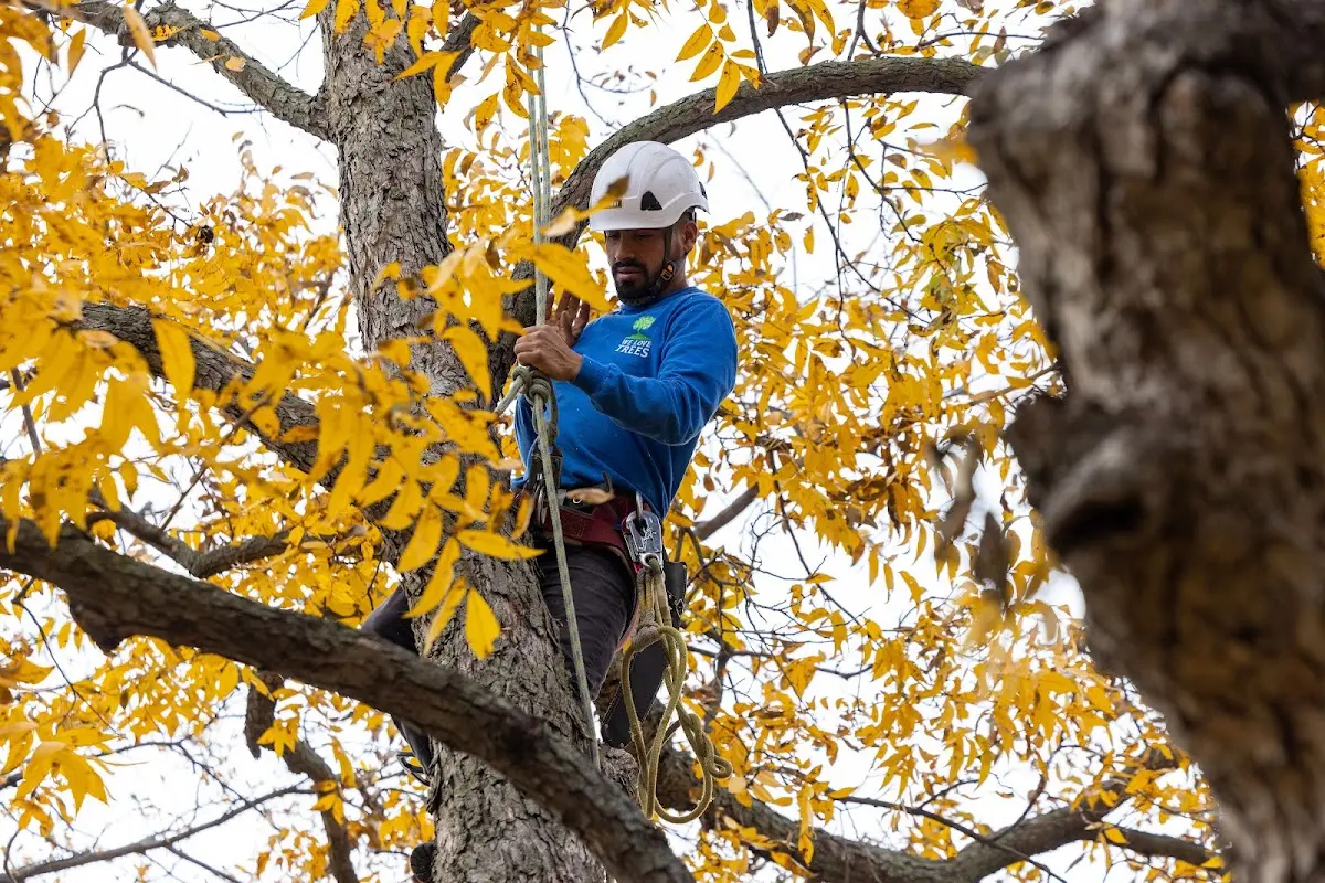 Skilled Tree Pruning crew working in Crystal River